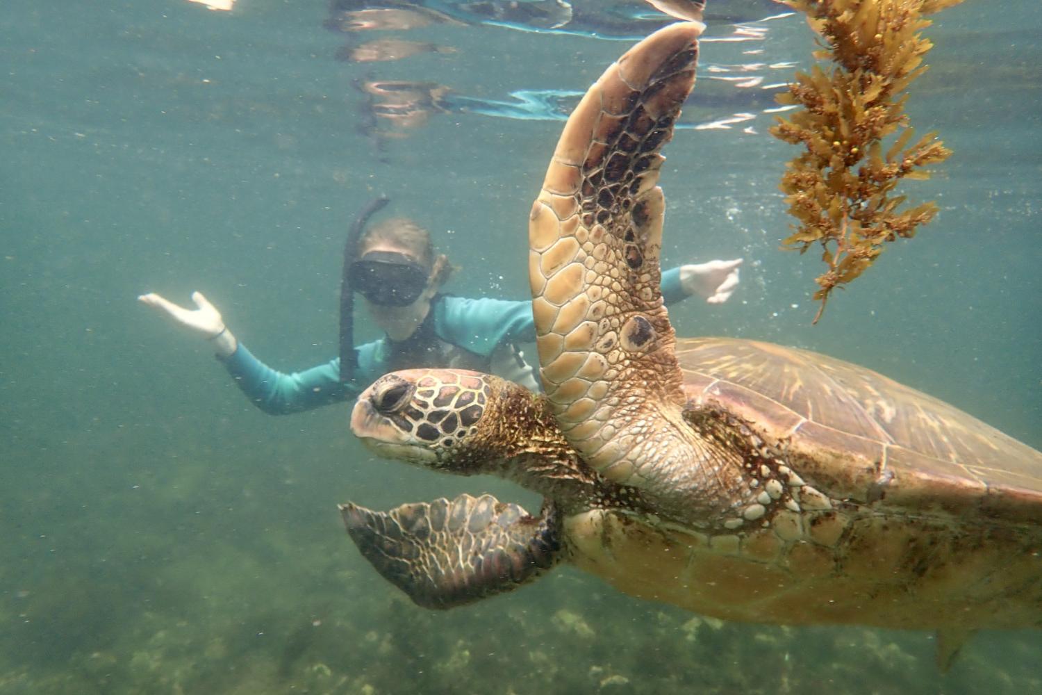 一名<a href='http://20xs.ww118.net'>博彩网址大全</a>学生在Galápagos群岛游学途中与一只巨龟游泳.